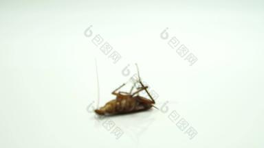 蟑螂blattella旭内喷杀虫剂下降了白色地面哮喘过敏触发器广告杀虫剂概念